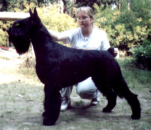 Rus Asterschvarc Pallada | Giant Schnauzer 