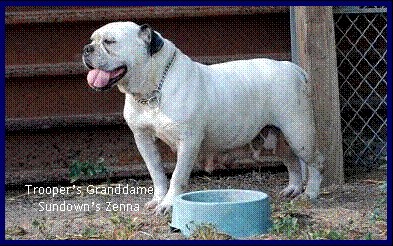 Sundown's Zenna | Olde English Bulldogge 