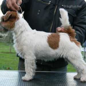 Hug'Harry Bohemia Point | Jack Russell Terrier 