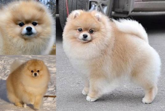 Image Dream Iz Doma Maksimovyuh | Pomeranian 