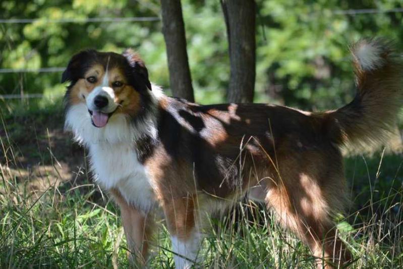 Sweetacre's Oh Denny Boy | English Shepherd 