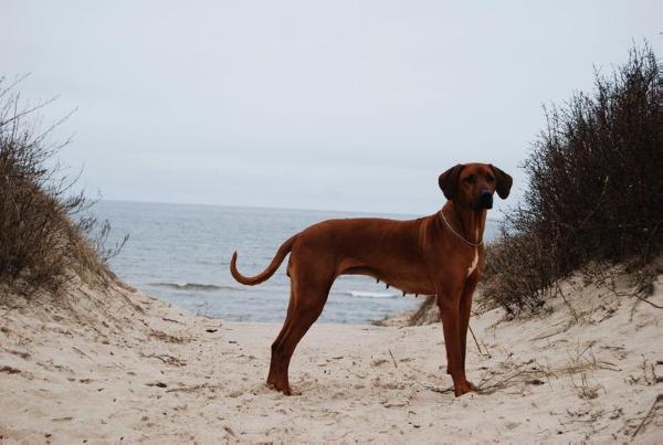 Naomi Sinbest | Rhodesian Ridgeback 