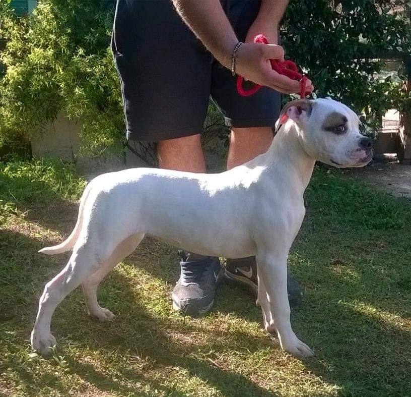 Danibull's/Real Bulls Diabolika of Telegroriver's | American Bulldog 