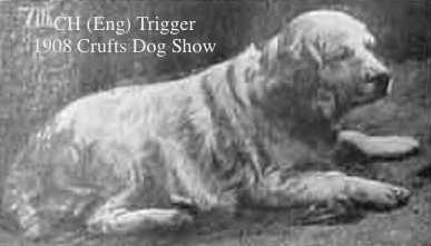 Trigger of St. Mary's | Clumber Spaniel 