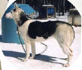 Motomo’s Kavik | Siberian Husky 