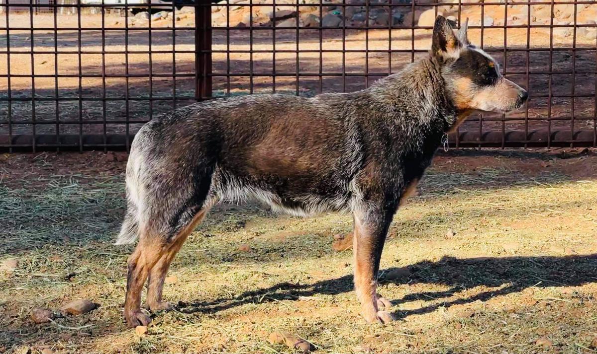 4 Legged Blue Shadow | Australian Cattle Dog 