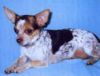 GABRRIELA RUSSIAN PLJUSHKA EXOTIC | Chihuahua 