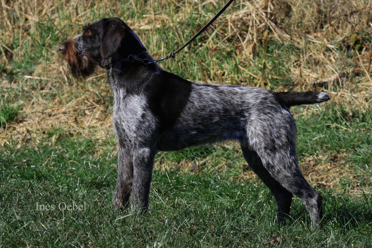 Xena vom Liether-Moor | German Wirehaired Pointer 