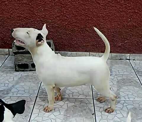 Barbara de Bravun Terrier | Bull Terrier 