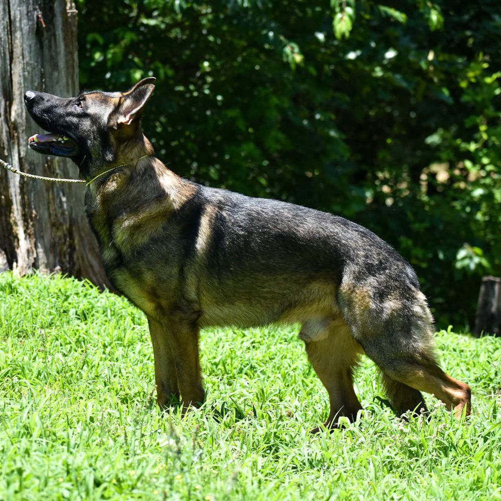 Dread Wolf Fen'Harel from the Southland | German Shepherd Dog 
