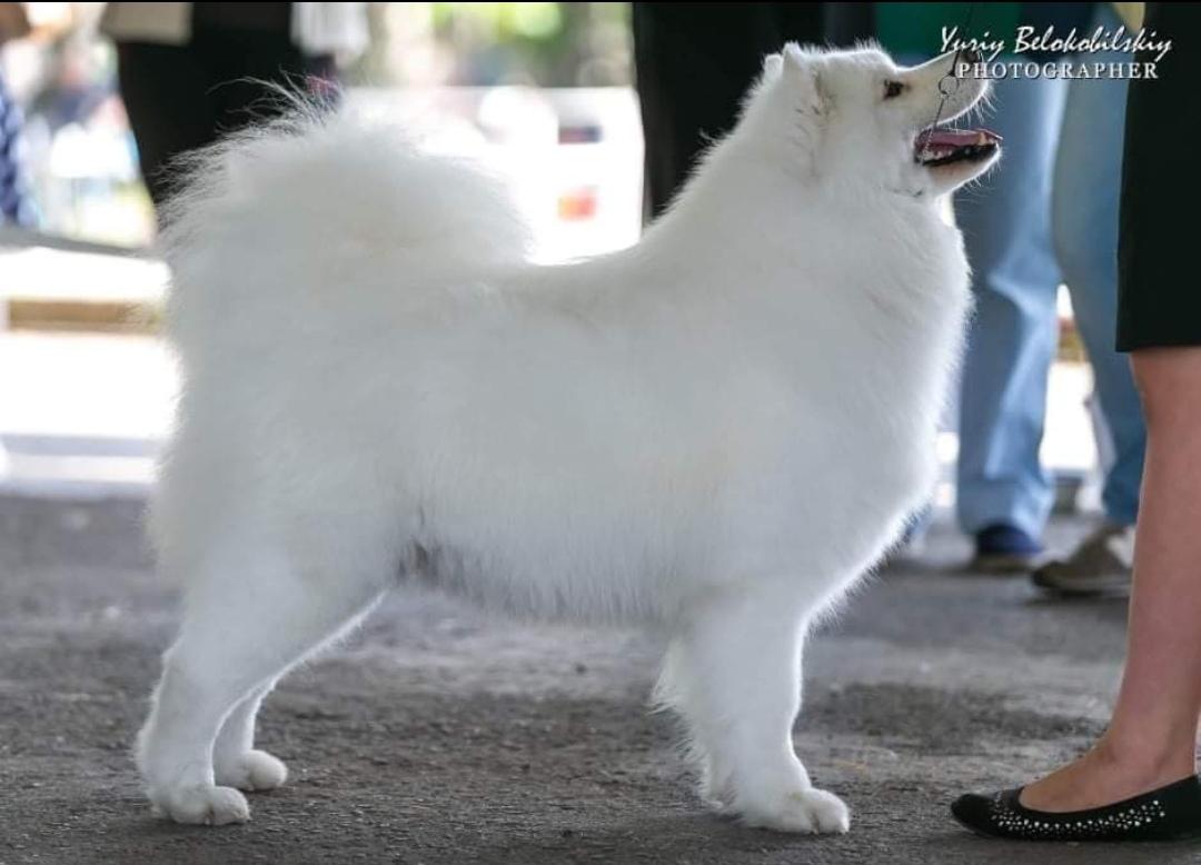 Saami Solar Polli Zvezdochka | Samoyed 