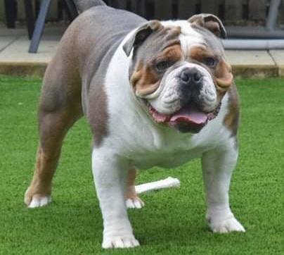 Prime Cobby Bullz Sophie's Prince | Olde English Bulldogge 