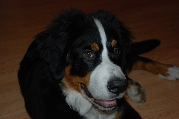 Stiv Starzhy | Bernese Mountain Dog 