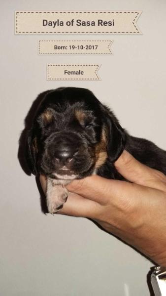 Dayla of sasa Resi | Basset Hound 