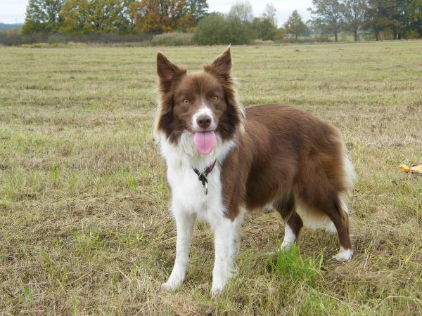 Brisk Beetle Unique Forever | Border Collie 