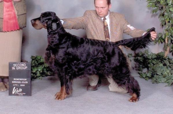 Tri-Sett Judge'an Jury | Gordon Setter 