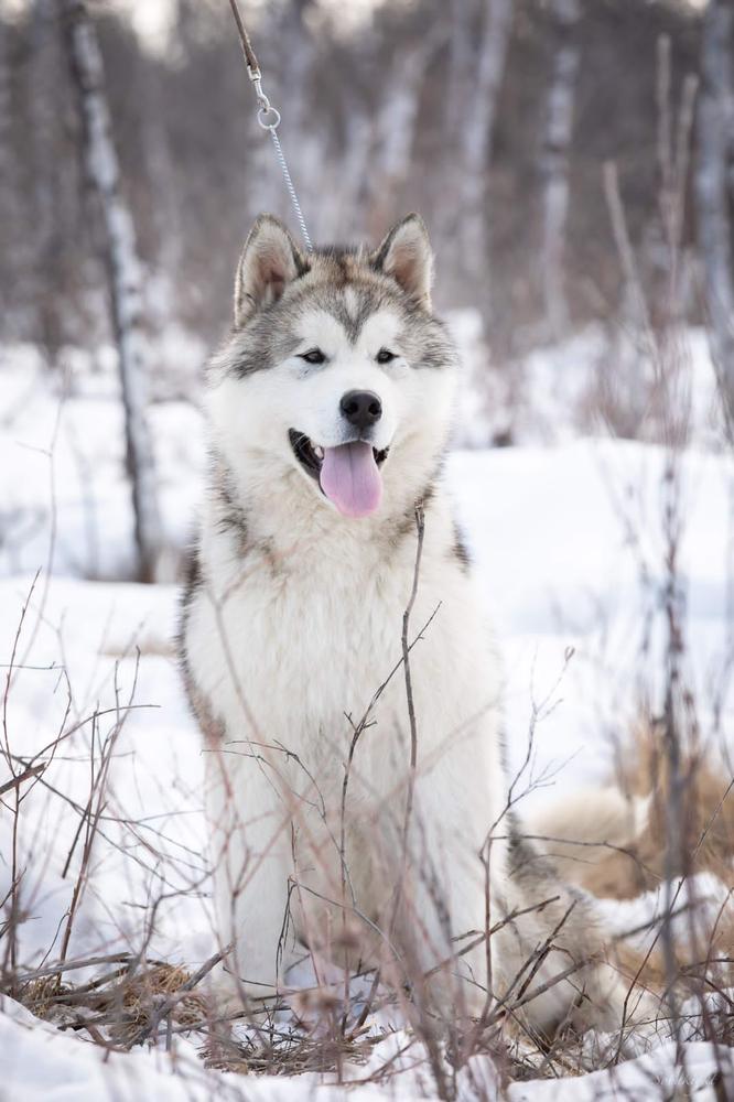 Xavier Northern Sunrise | Alaskan Malamute 