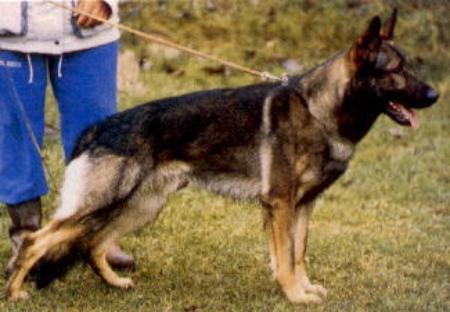 Arec vom Bunsenkocher | German Shepherd Dog 