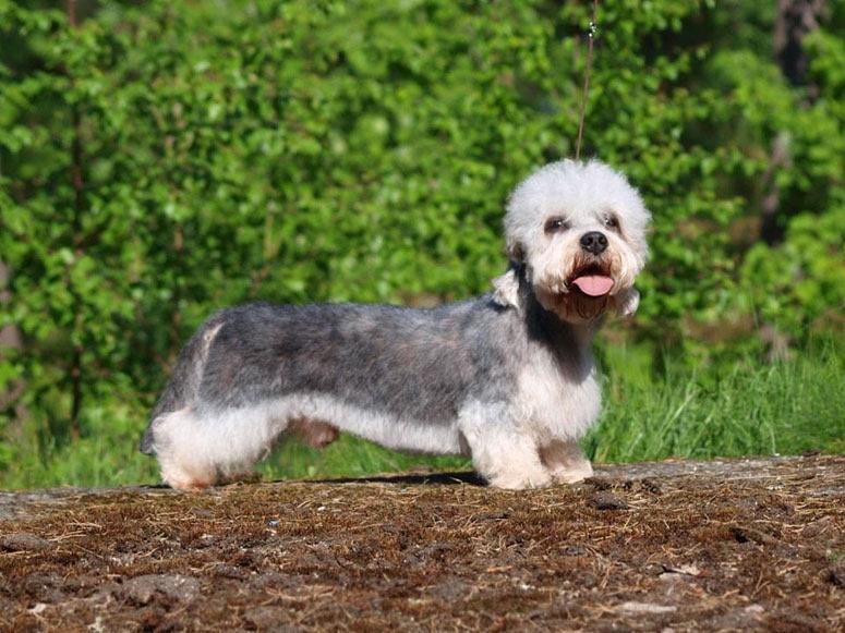 Danchester's First Class Edition | Dandie Dinmont Terrier 