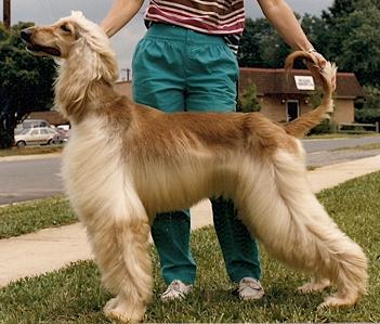 Kasban Sometimes A Fantasy | Afghan Hound 