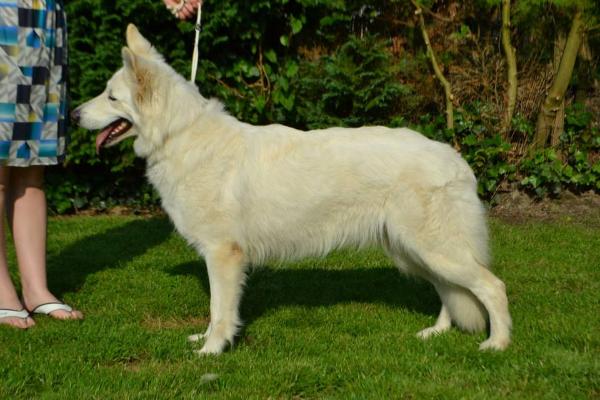 Lenmana vom Terluner Schloss | White Swiss Shepherd Dog 