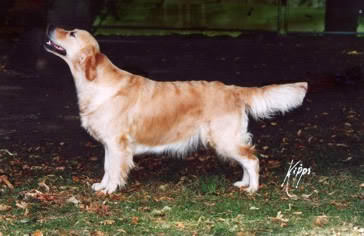 Xanthos Purple Patch | Golden Retriever 