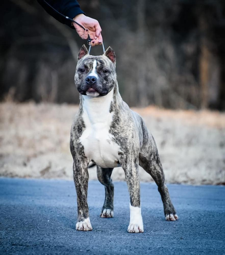 Pinnacle's Old Fashioned Taste Thor | American Pit Bull Terrier 