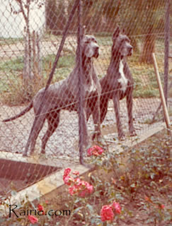 Queenly de la Templerie | Great Dane 