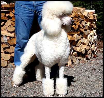 The Wind Whispers Belle | Poodle 