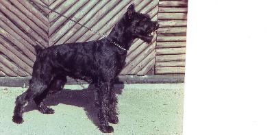 Isa von Giebiko | Giant Schnauzer 