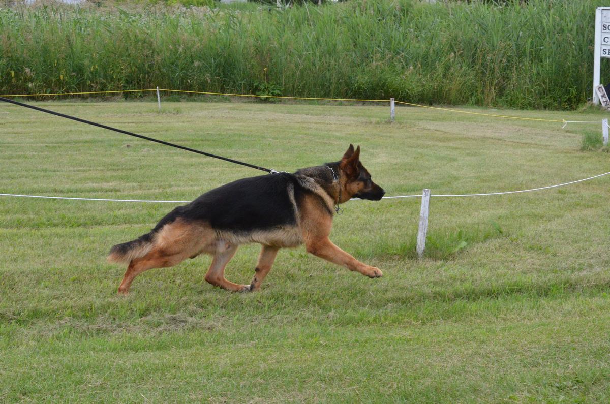 Bardos vom Team Hühnegrab | German Shepherd Dog 