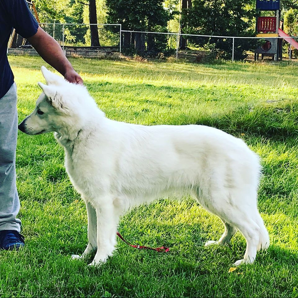 House Of Fun's Cute Shakira | White Swiss Shepherd Dog 