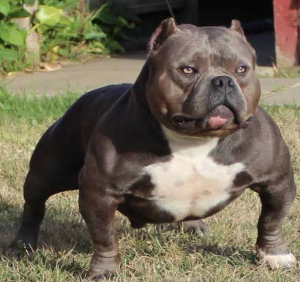 WC Bullies BNP Uso of JNR Bullycamp | American Pit Bull Terrier 