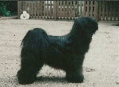 KARAMAIN MUSTANG-DALI-PA | Tibetan Terrier 