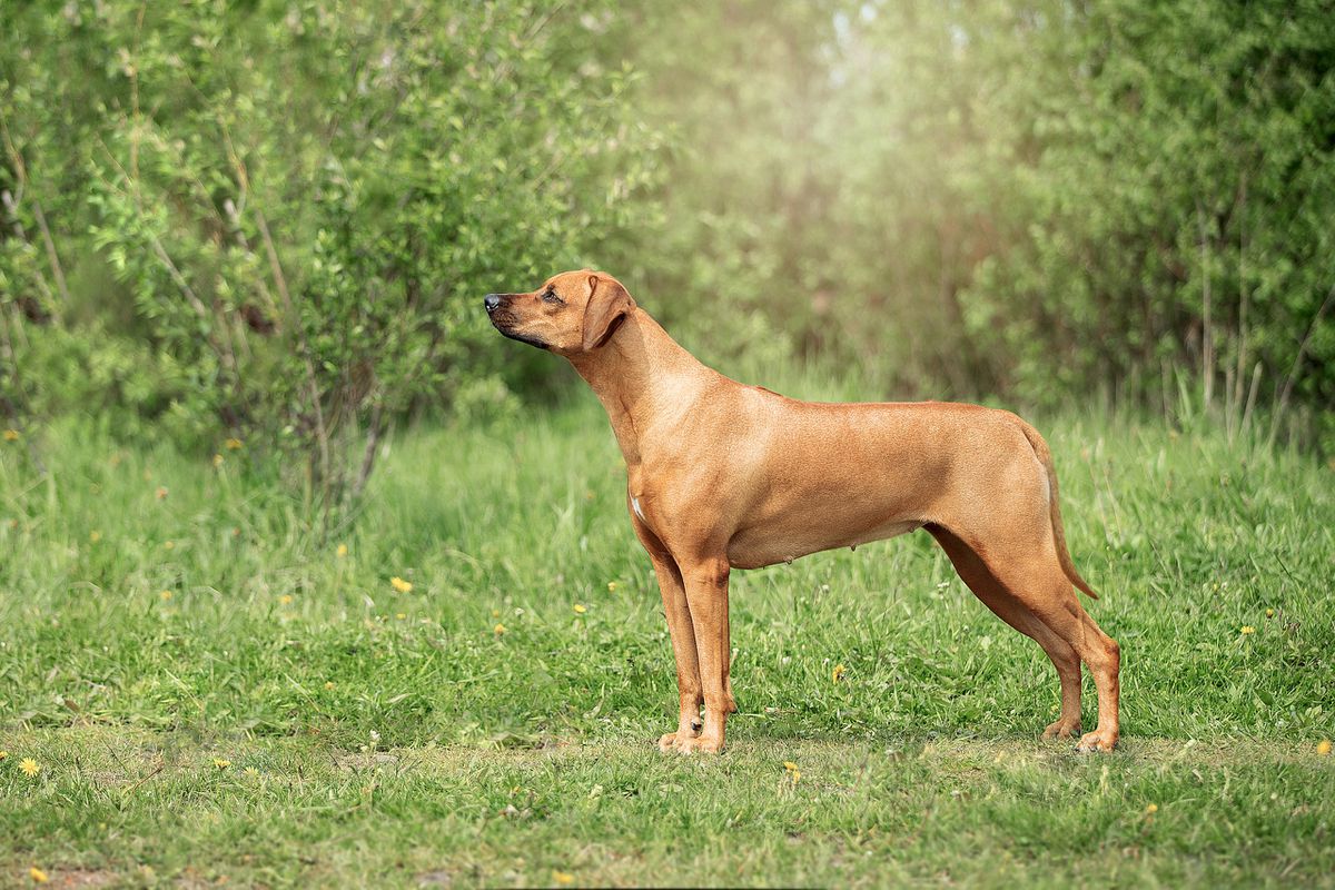 Grand Cortege Light Of Fire | Rhodesian Ridgeback 