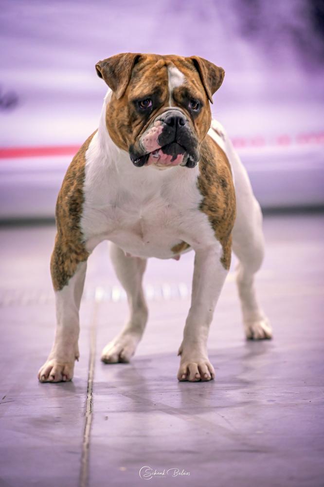 Salvus Bulls G.I. Jane of D.T. | American Bulldog 