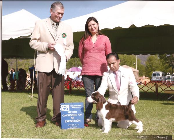 Esspecial edition (Monroy) | English Springer Spaniel 