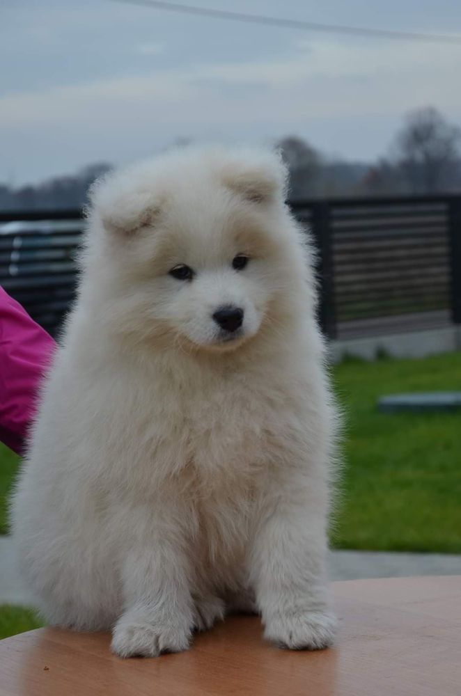 Whitewishfully RUSSIAN ROUBLE | Samoyed 