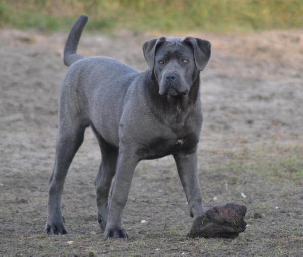 BAJRA Ergasz | Cane Corso 