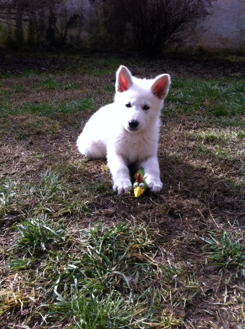 Cheyenne di Grande Inverno | White Swiss Shepherd Dog 