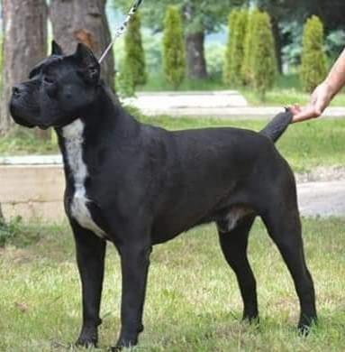 Amax | Cane Corso 