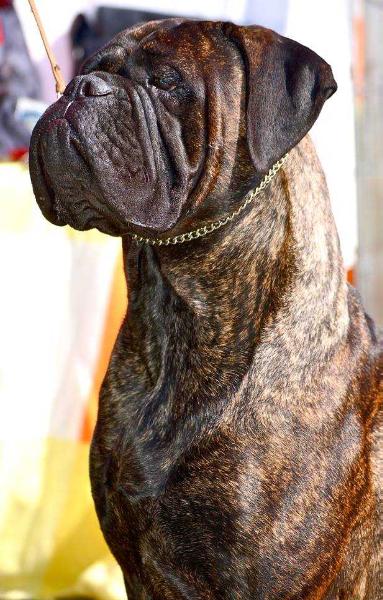 I Bravi Ragazzi geisha | Bullmastiff 