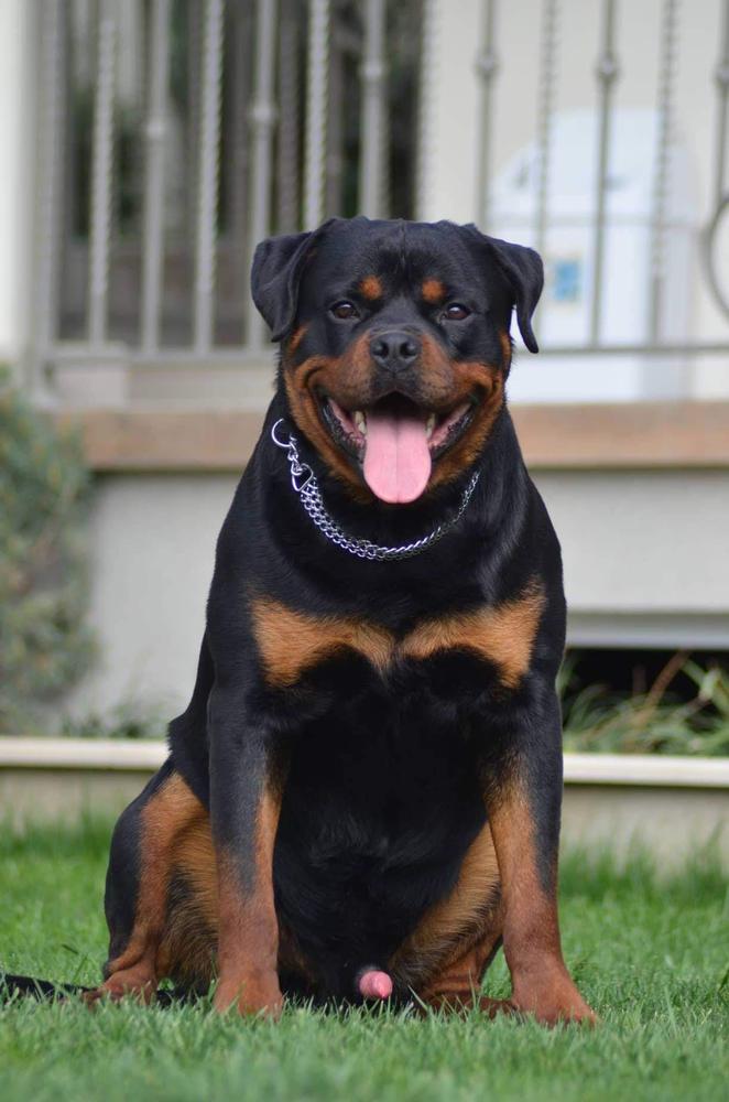 Pedro von tonis berger | Rottweiler 