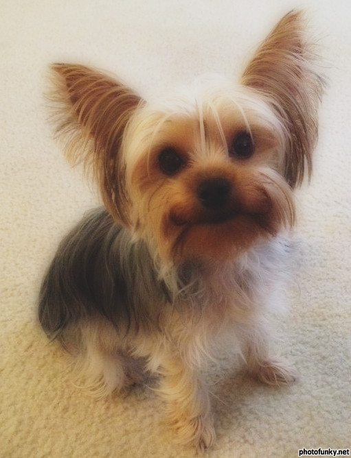 Sumi | Yorkshire Terrier 