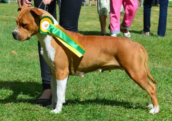 Heaven's come back de Qilin'Spirit | American Staffordshire Terrier 