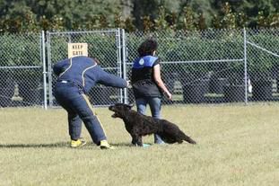 Briarlea Luna de la Luz | Bouvier des Flandres 