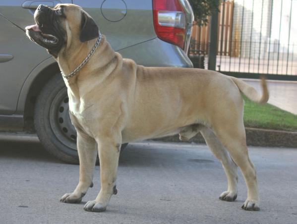 Starwalker Alma Stone | Bullmastiff 