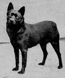 Joy of Greta | Schipperke 