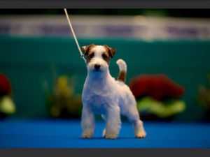 LITTLE SOLDIER ENERGY JACK | Jack Russell Terrier 