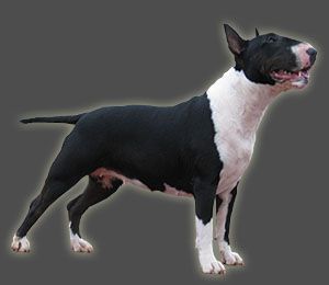 Noa de la gran misae | Bull Terrier 